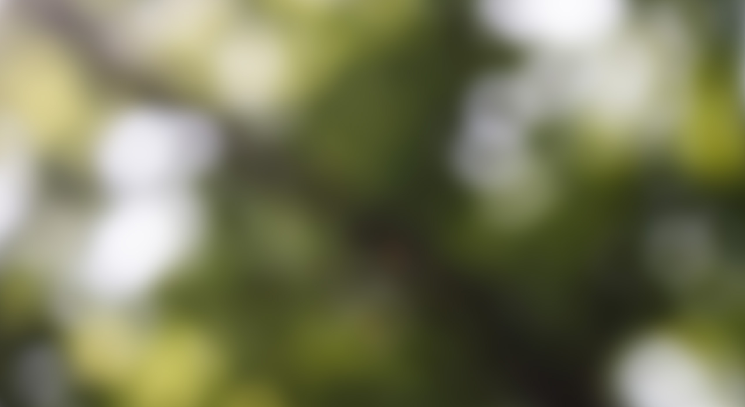 To cyklister nyder en tur på en skovsti omgivet af høje træer.